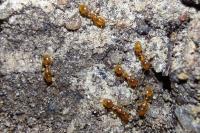 Solenopsis fugax
