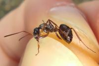 Formica cunicularia