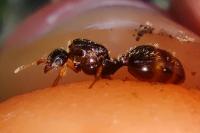 Solenopsis fugax