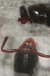 Hypoponera eduardi