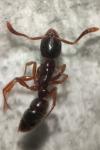Hypoponera eduardi