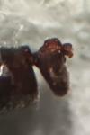 Hypoponera eduardi