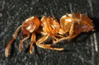 Lasius myops