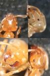 Lasius myops