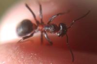 Formica pratensis