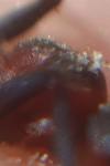 Formica pratensis