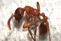 Myrmica rubra