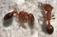 Temnothorax nylanderi