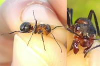 Formica pratensis