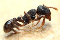 Tetramorium moravicum