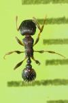 Tetramorium moravicum