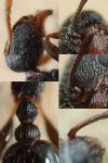 Tetramorium moravicum
