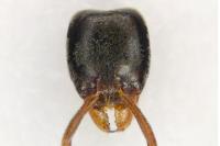 Hypoponera eduardi