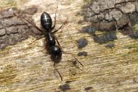 Camponotus fallax