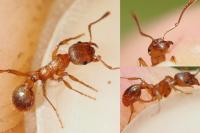 Myrmica rubra