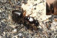 Lasius bicornis
