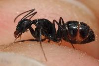 Camponotus aethiops