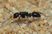 Camponotus piceus
