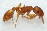Temnothorax pardoi