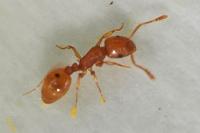 Temnothorax pardoi