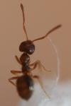 Plagiolepis pygmaea