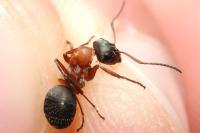 Formica rufibarbis