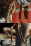 Lasius