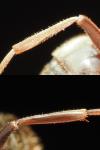 Lasius