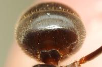 Lasius
