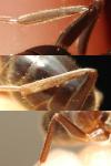 Lasius