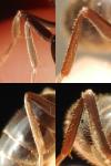 Lasius