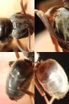 Lasius