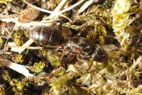 Lasius