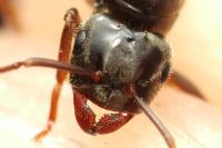 Lasius