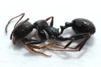 Aphaenogaster gibbosa