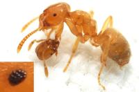 Lasius myops