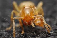Lasius myops
