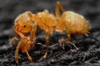 Lasius myops