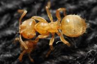 Lasius myops