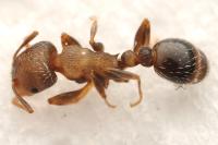 Tetramorium moravicum