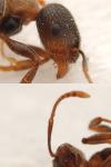 Tetramorium moravicum