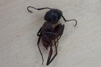 Camponotus ligniperda
