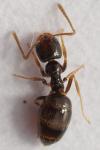 Plagiolepis pyrenaica