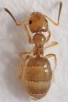 Plagiolepis pyrenaica