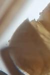 Lasius