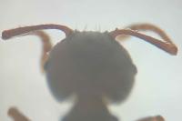 Tetramorium moravicum
