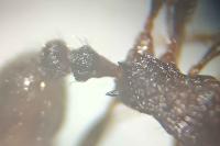 Tetramorium moravicum
