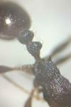 Tetramorium moravicum