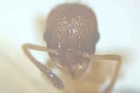 Temnothorax interruptus