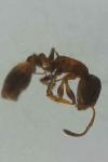 Temnothorax interruptus